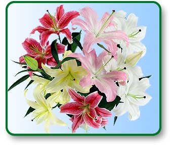 flower delivery,nationwide,send flowers,shop flowers,roses.discount,send valentines day flower,birthday,flowers,roses,wild, 
lotus,send,delivery,online,1 800,silk, shop flowers,valentines day,garden,virtual,arrangement,horn,tropical,ftd,power,wholesale,photo,hawaiian,bulb,
balloon,balloons,delivery,bouquet